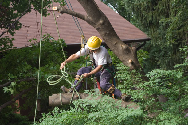 Best Tree Cabling and Bracing  in Trinity, TX